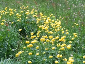 DSCN5961