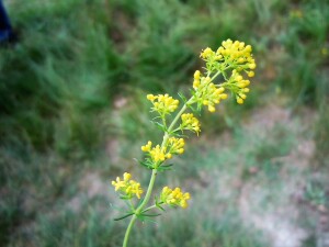 foto fiori