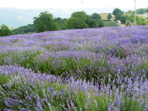 lavanda a sale san giovanni