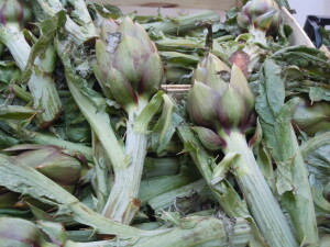 carciofi liguri
