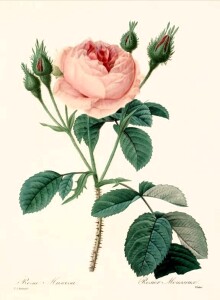 rosa centifolia muscosa