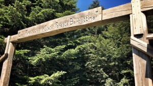 foresta demaniale della barbottina, riserva regionale protetta